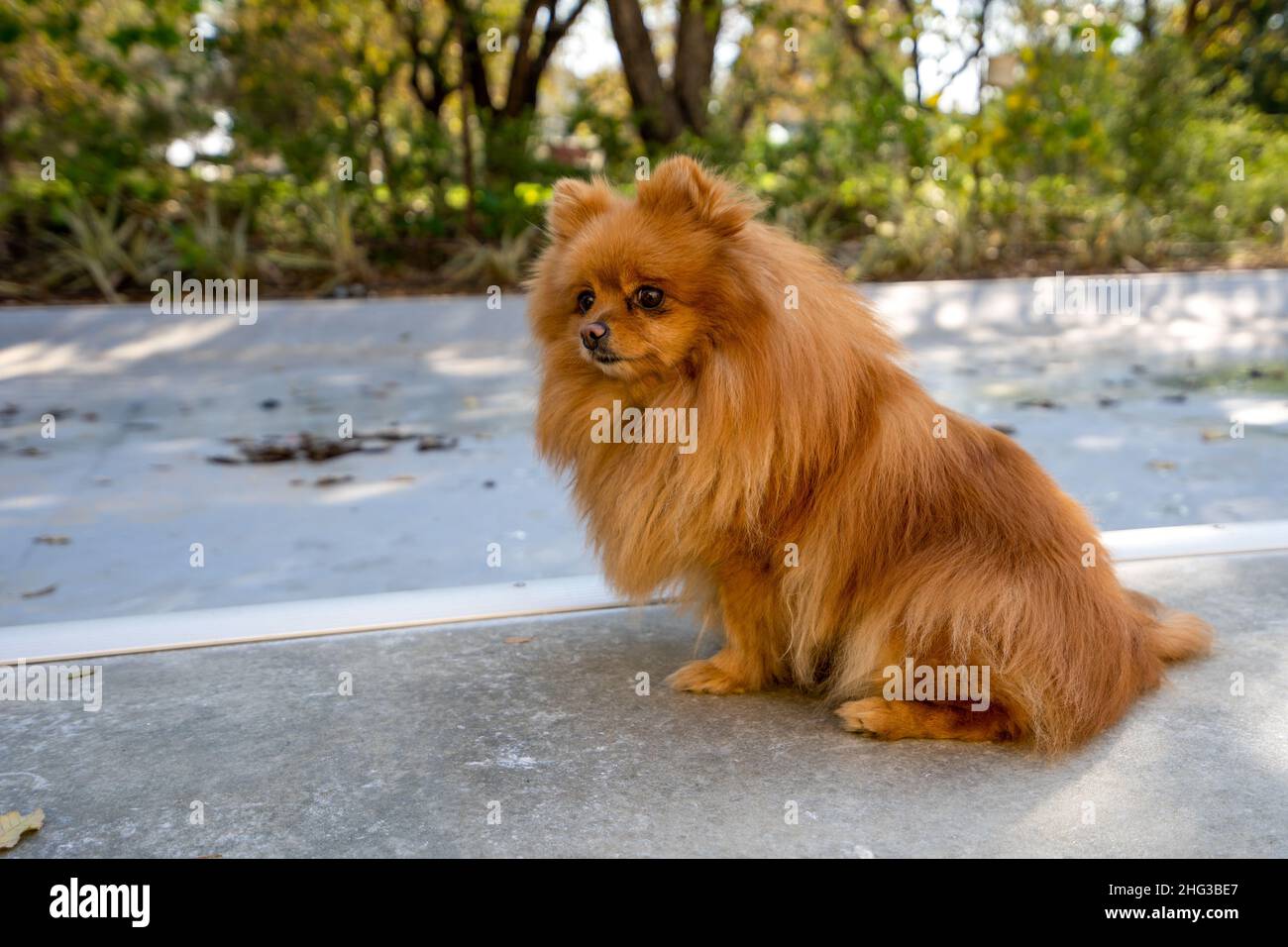 Cane Foto Stock