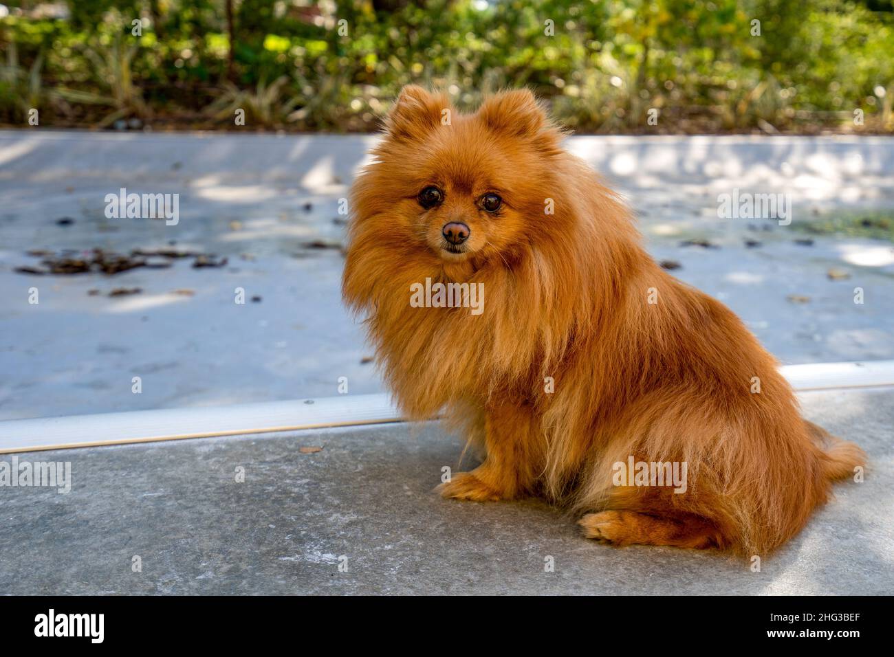 Cane Foto Stock