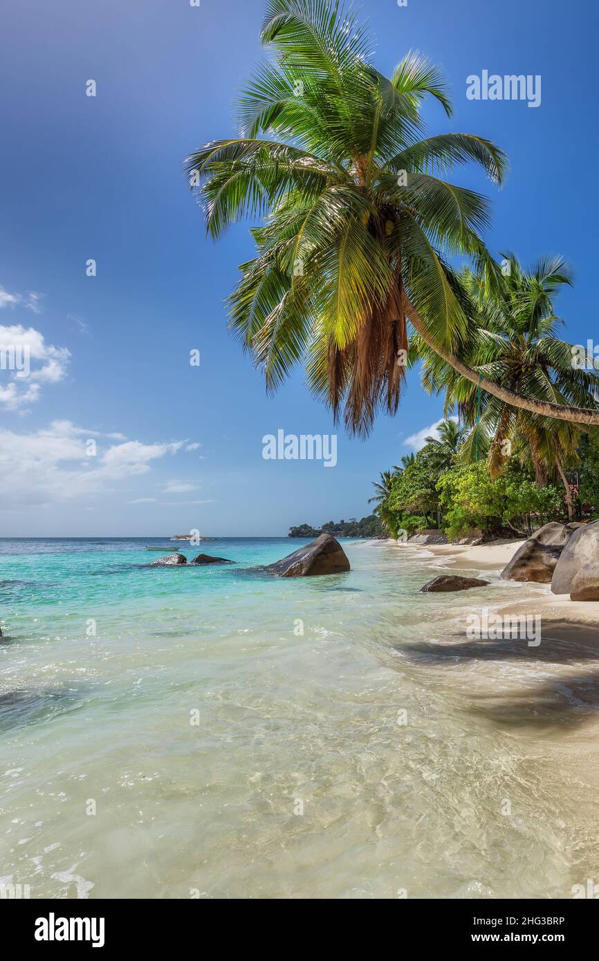 Paradise beach con sabbia bianca e palme da cocco. Foto Stock