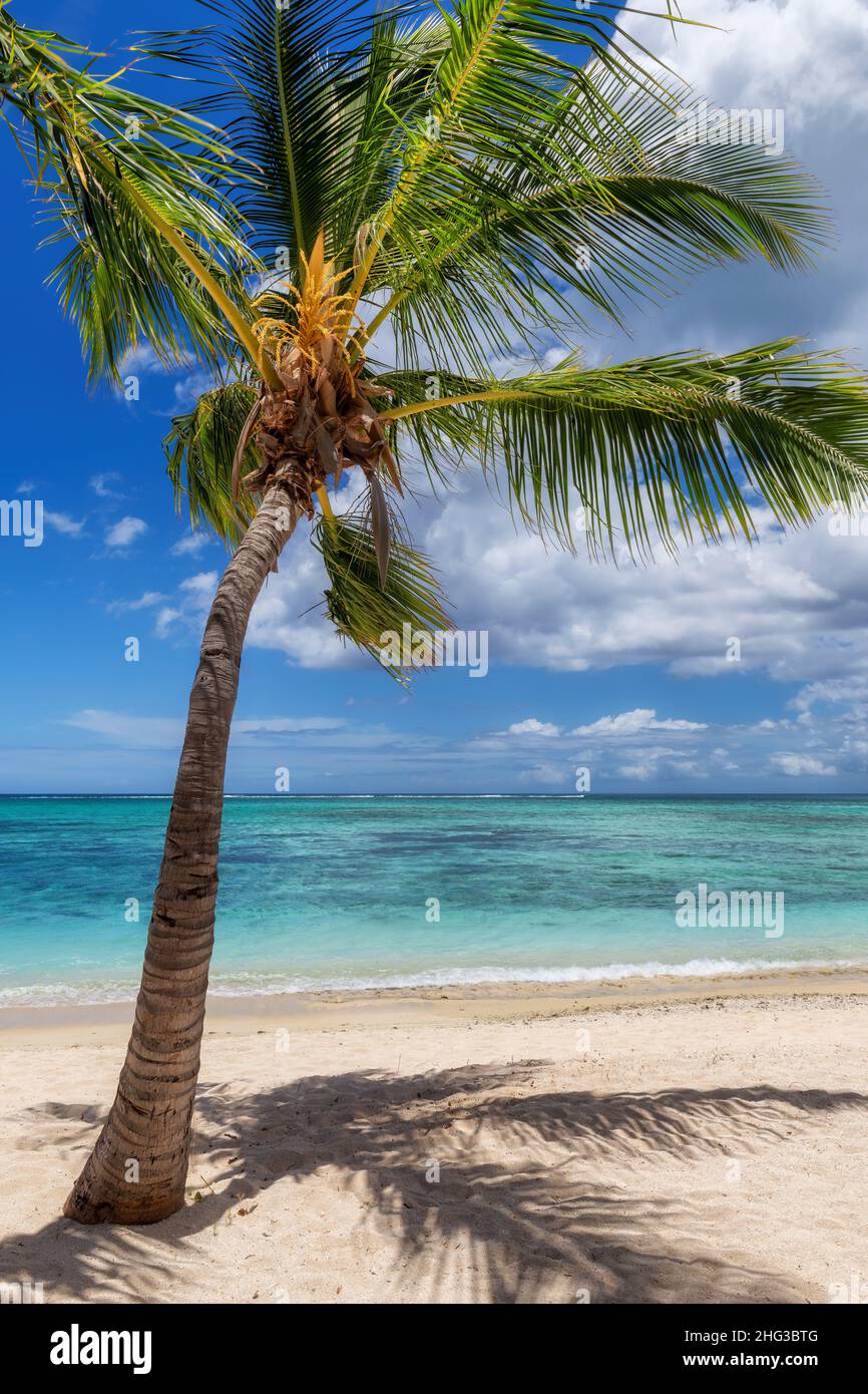 Paradise beach con sabbia bianca e palme da cocco. Foto Stock