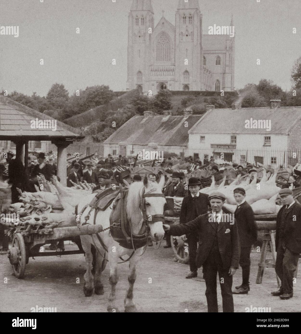 Foto di archivio di maiale vestito per la spedizione nel mercato irlandese, a nord-ovest della cattedrale di Armagh. Armagh, Irlanda. 1900s Foto Stock