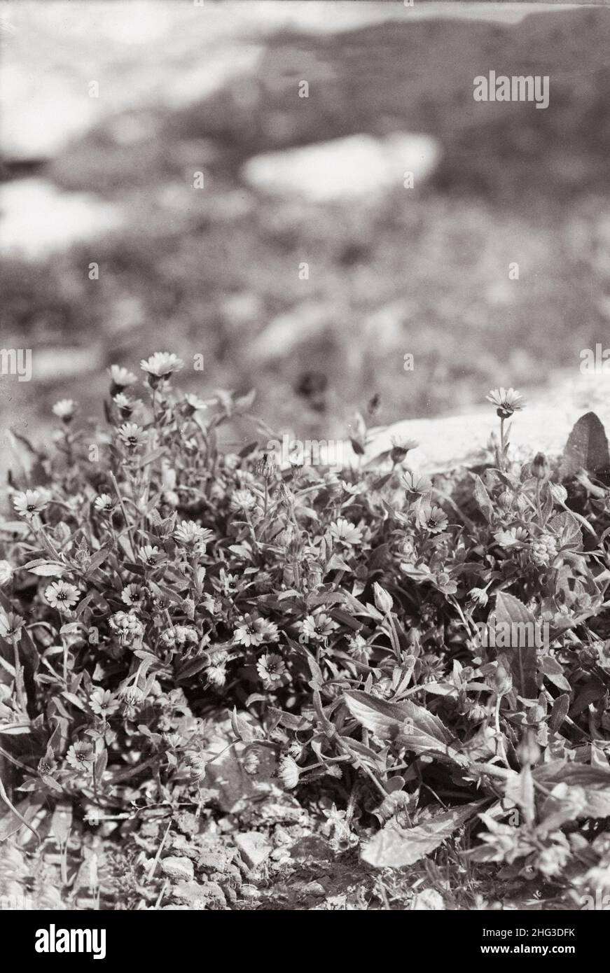 Foto d'epoca di fiori selvatici della Palestina. Marigold egiziano (Calendula aegyptiaca Desf). 1910s Foto Stock