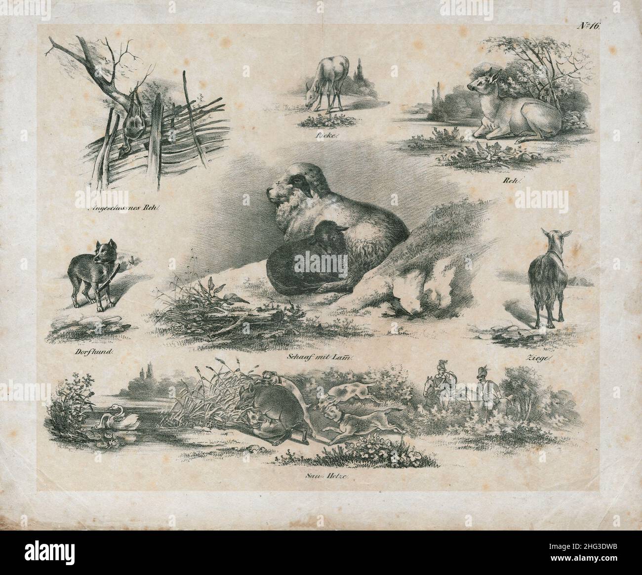Le illustrazioni vintage del 19th secolo di animali domestici e selvaggi. Tedesco, 1850 schizzi di campagna di un cacciatore tedesco del 19th secolo. Foto Stock