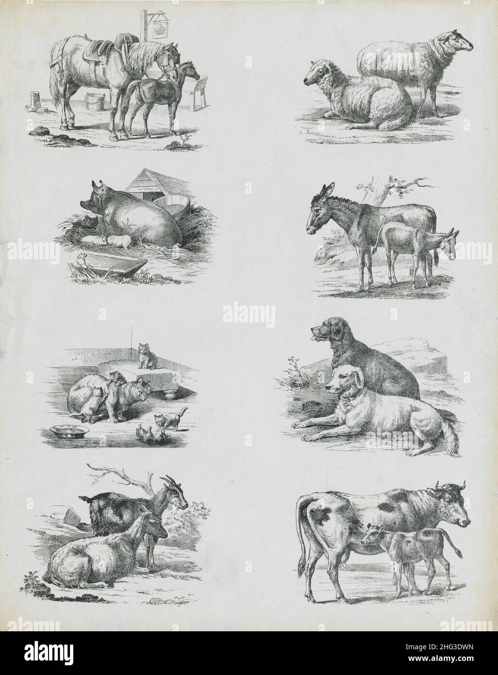 I disegni vintage del 19th secolo di animali domestici. 1860 le illustrazioni del 19th secolo degli animali domestici: Cavallo con il fallo, pecora, maiali, suinetti, asini, circa Foto Stock