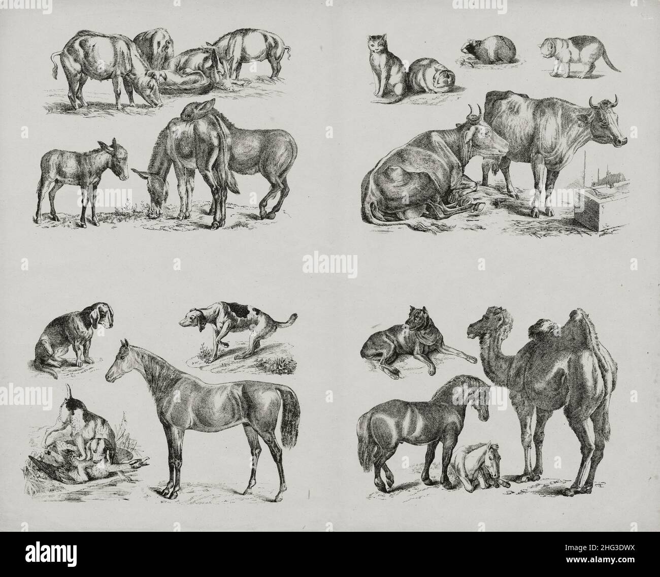 Illustrazioni vintage di animali. 1860 i disegni di 19th secoli di maiali, mucche, cavalli, cammello, cani, pecore, gatti, porcellini d'india, asini Foto Stock