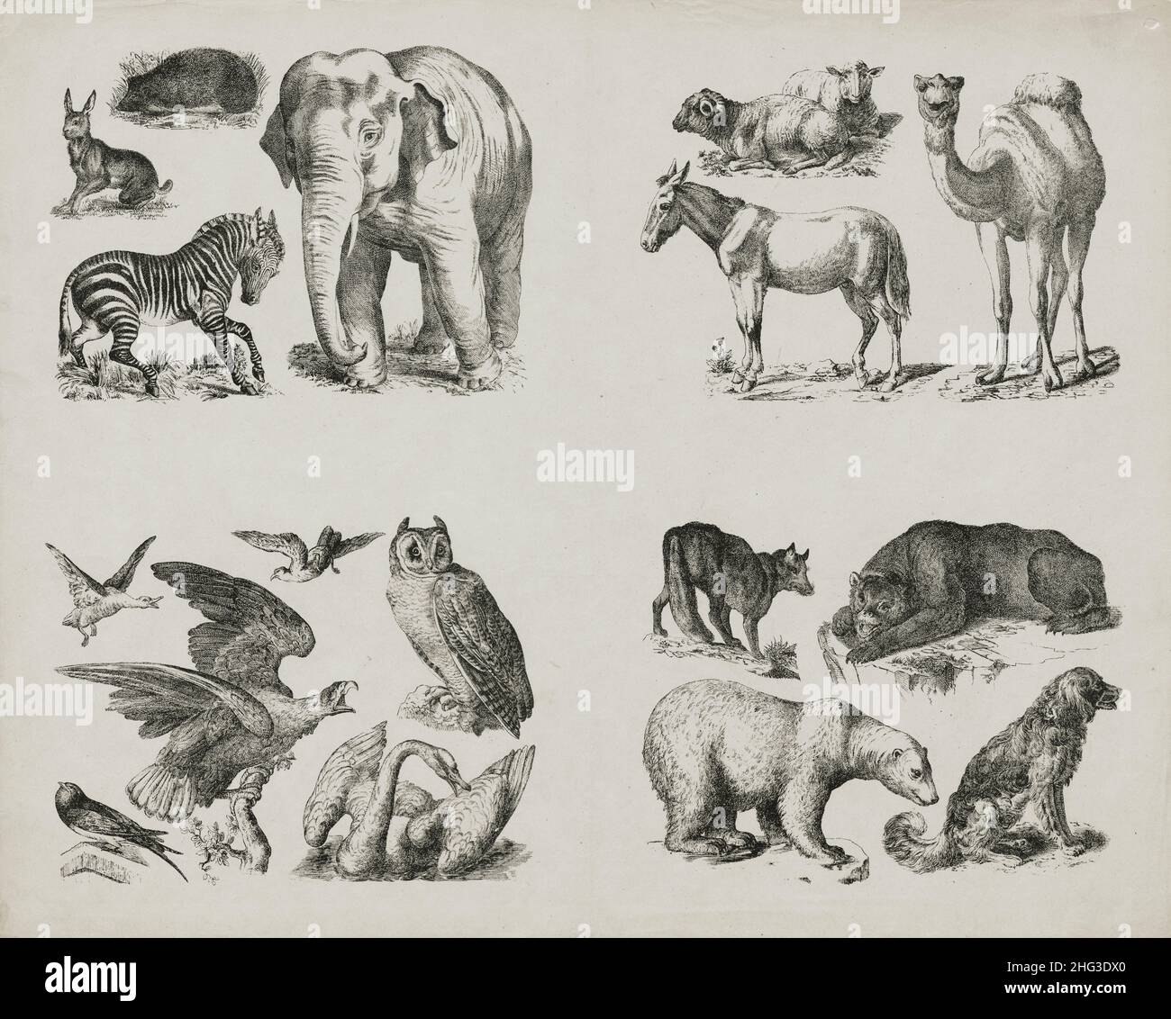 Illustrazione d'epoca di animali selvatici e uccelli. Germania, 1860 i disegni del 19th secolo di zebra, lepre, hedgehog, elefante, asino, ram, pecora, cammello, Foto Stock