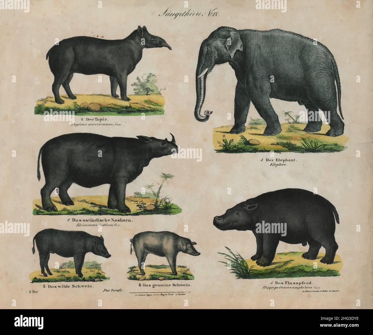 Illustrazioni vintage a colori di mammiferi. N. IX 1850 la litografia a colori del 19th° secolo di cinghiale, maiale selvatico, rinoceronte, ippopotamo, tapir, elefante Foto Stock