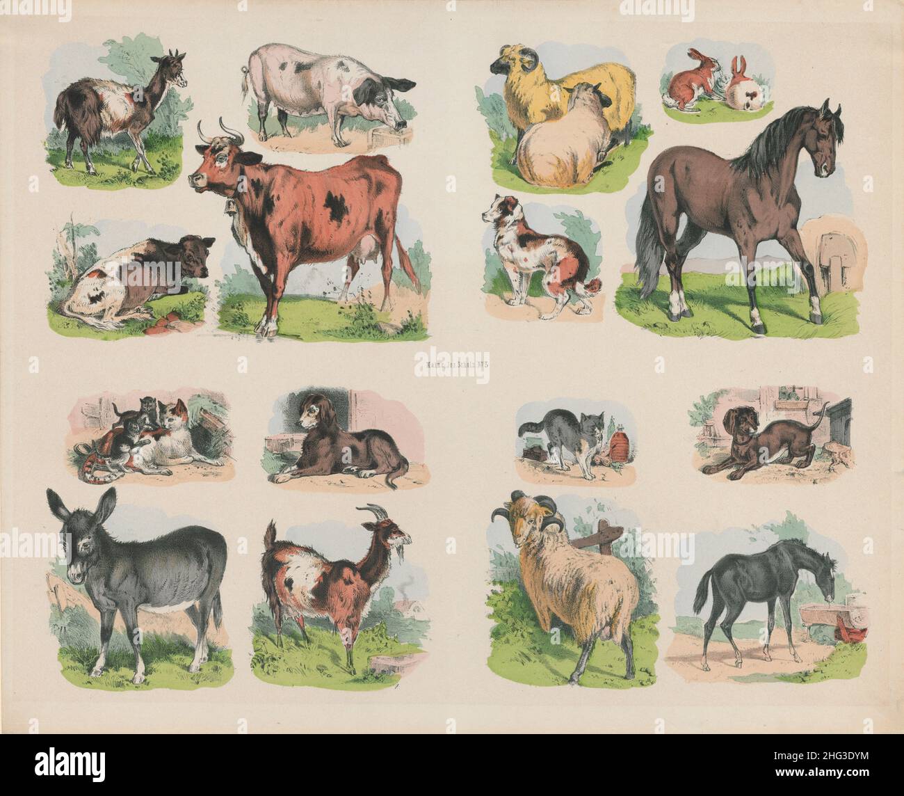 Le illustrazioni vintage del 19th secolo di animali domestici e animali domestici. 1835 Foto Stock
