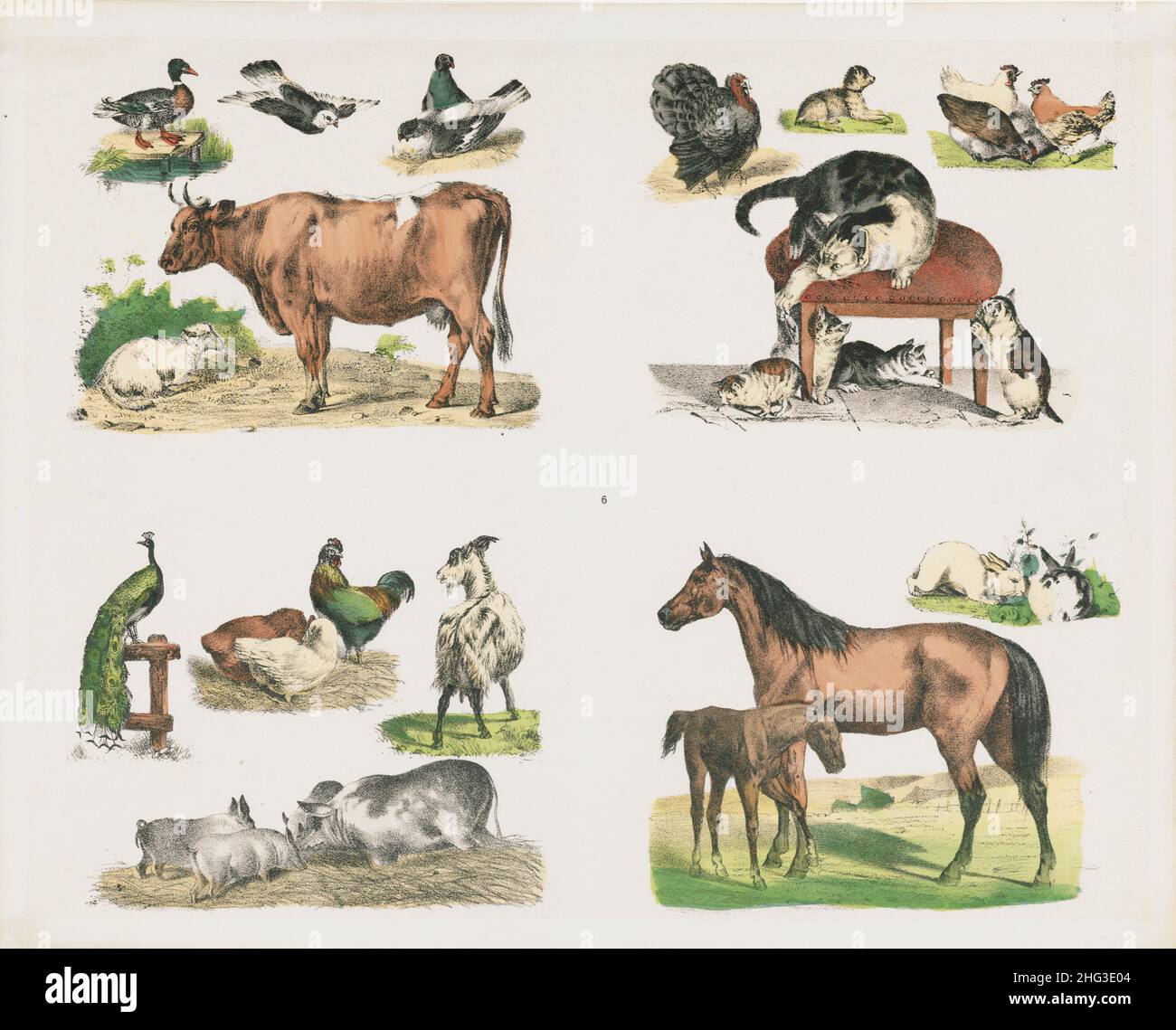 Le illustrazioni a colori del 19th secolo di animali domestici. 1835 illustrazioni del 19th secolo di animali domestici e uccelli: Anatre, piccioni, turchia, c Foto Stock