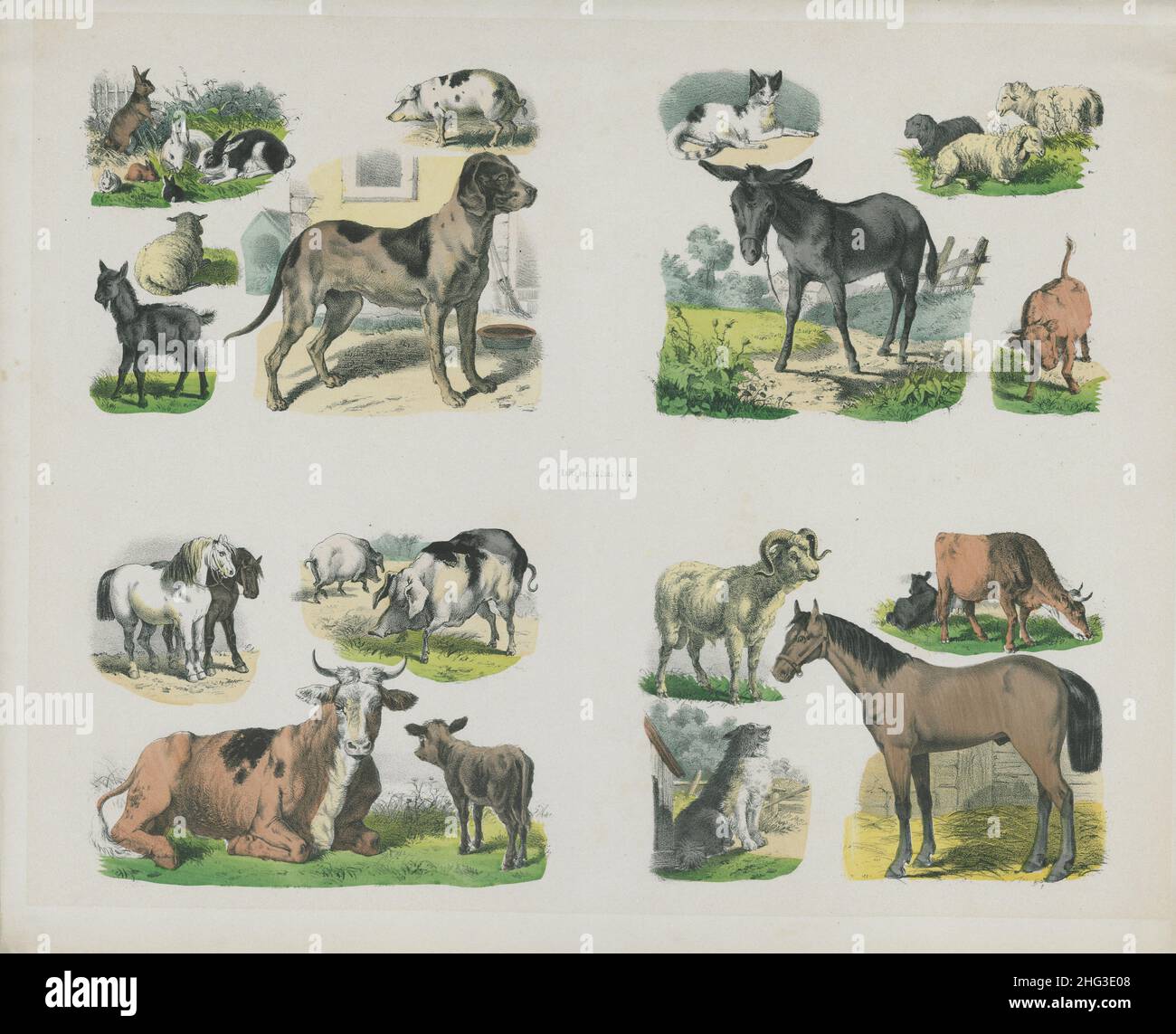 Litografia vintage a colori di animali domestici e domsici. 1835 Foto Stock