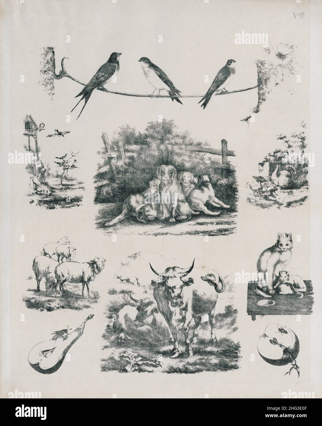 Disegni vintage di animali domestici, uccelli e insetti. 1860 le illustrazioni del 19th secolo di rondini, tacchini, tacchini, un gatto con gattini, mucche, pecore, un was Foto Stock
