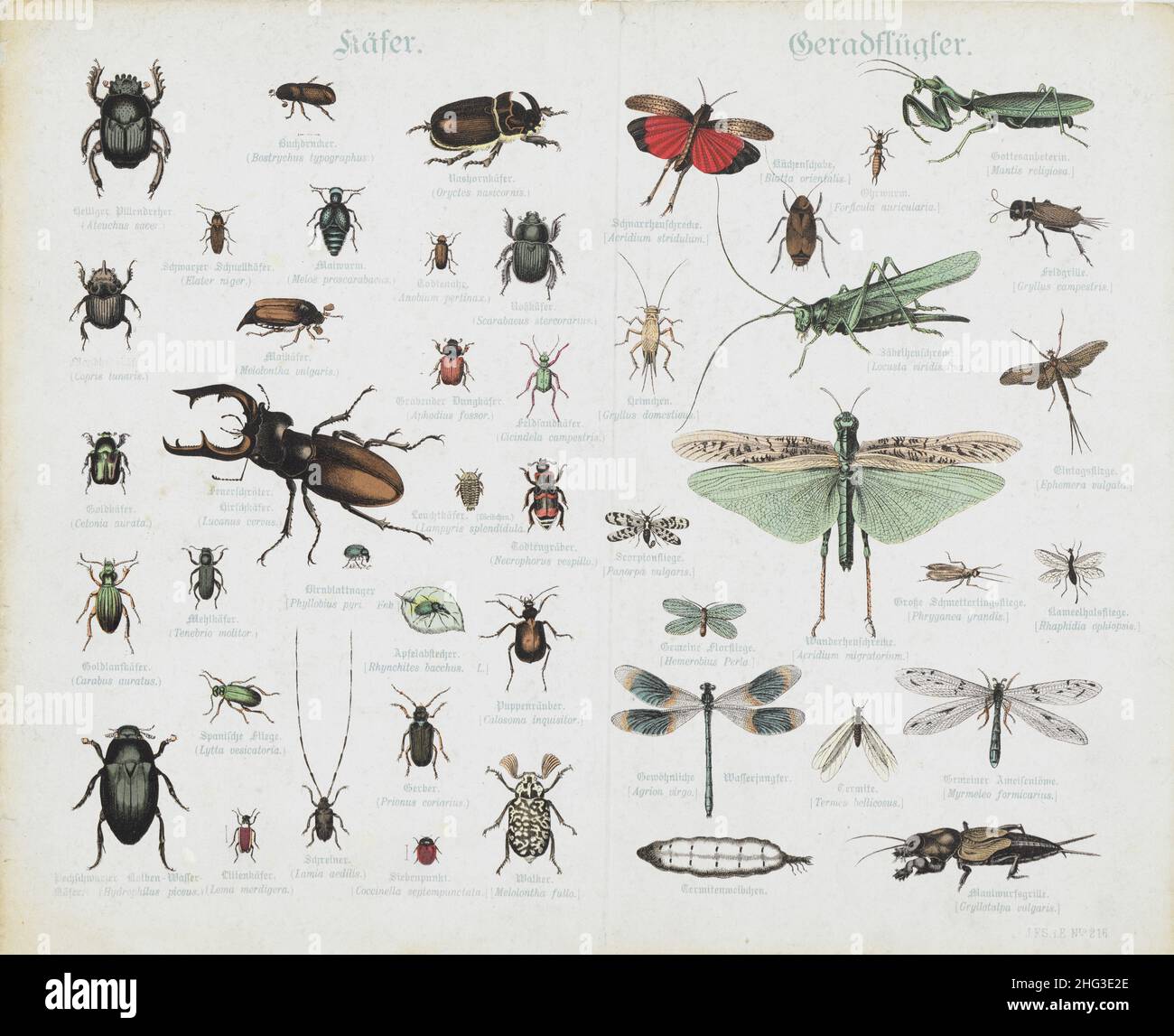 Le illustrazioni vintage del 19th secolo di coleotteri. Orthoptera. 1870 la litografia a colori di Ateuchus sacer, Scarabaeidae, Bostrychus tipographus, Oryc Foto Stock