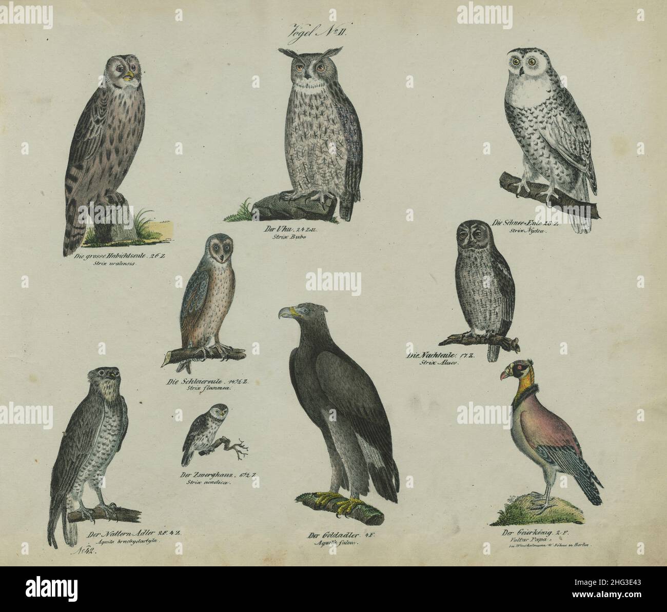 Disegni vintage di uccelli. N. II. Germania, 1836 (by Linnaeus classification, 1758) prima fila da sinistra a destra: Gran falco gufo, aquila gufo, neve gufo mi Foto Stock