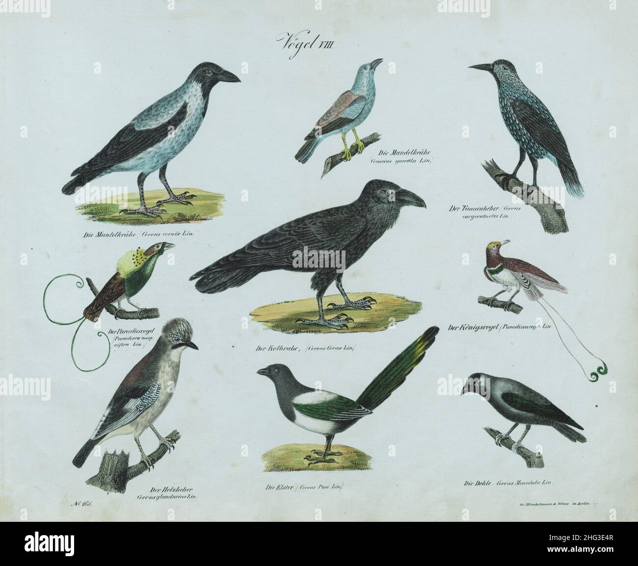 Litografia vintage degli uccelli (parte VIII) per sistema di Carl Linnaeus. 1836 litografia tedesca di uccelli; illusione d'annata di uccelli; 19th secolo malato Foto Stock