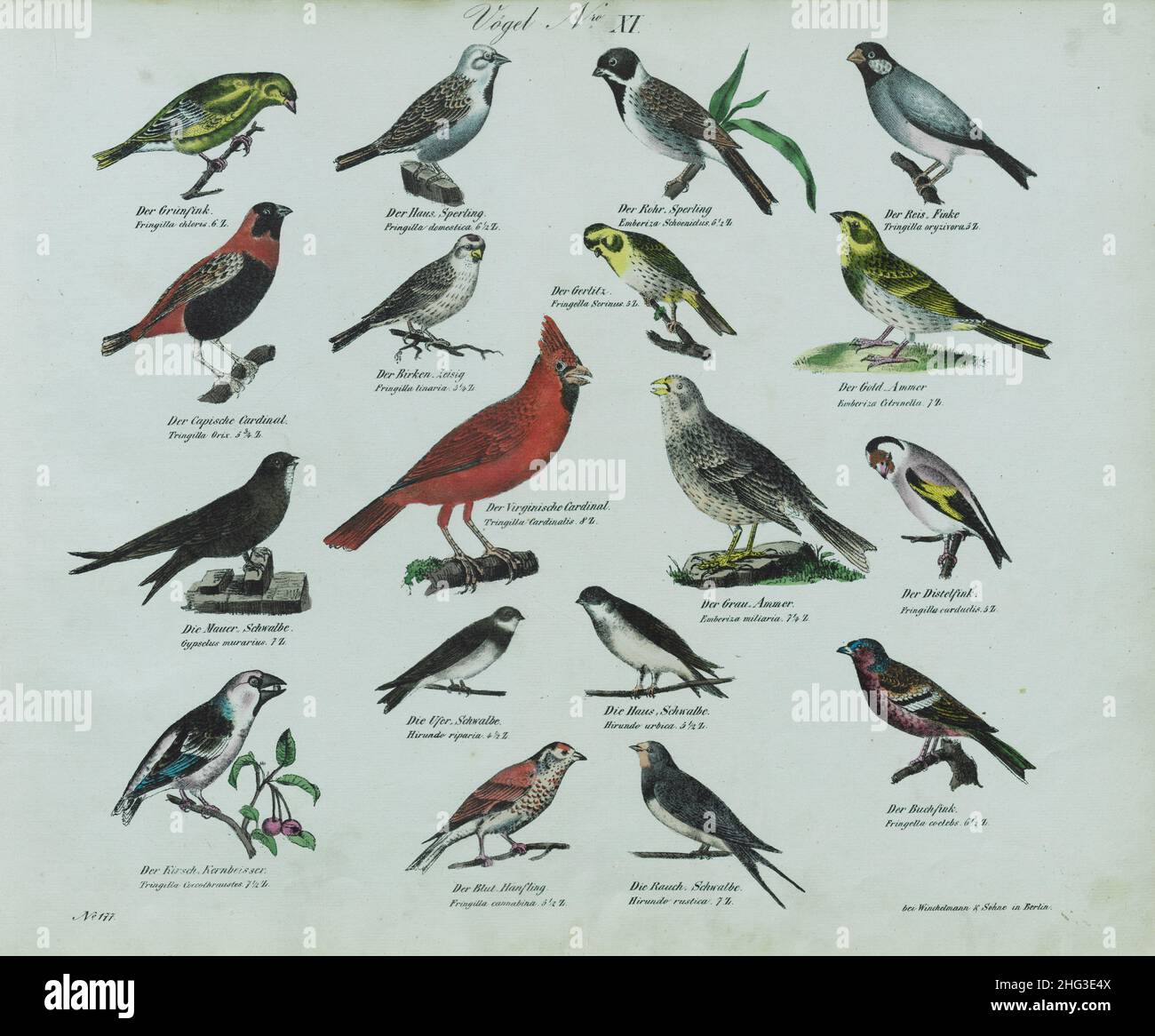 Litografia vintage degli uccelli. N. XI Germania, 1836 (by Linnaeus classification, 1758) Foto Stock