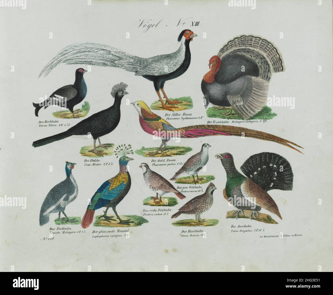 Disegni vintage a colori di uccelli n. XIII. Germania, 1836 (by Linnaeus classification, 1758) Foto Stock