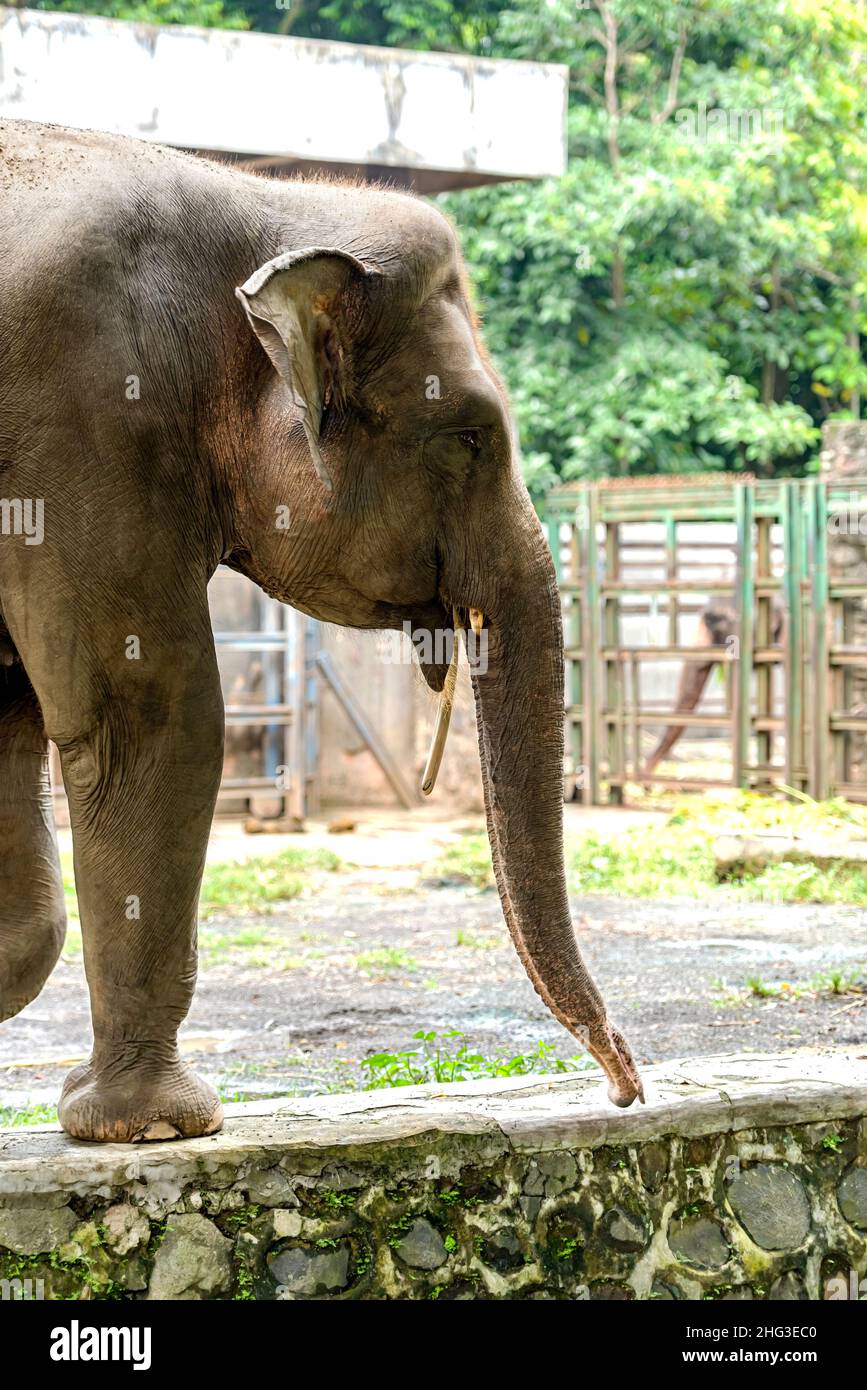 Elefante Sumatran - Elephas maximus sullo zoo. Giacarta. Indonesia Foto Stock