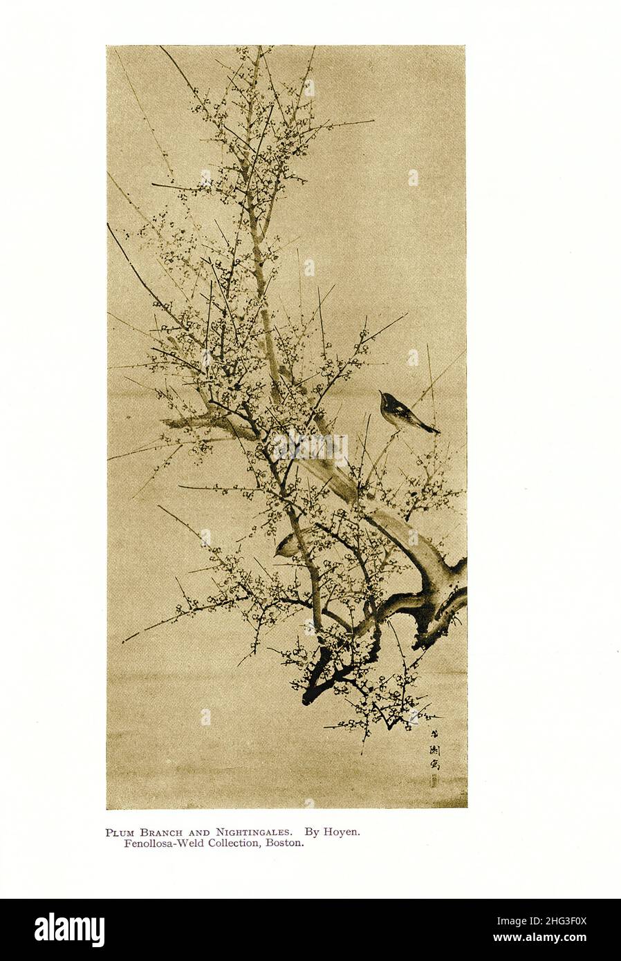 Pittura Giapponese del 19th secolo: Plum Branch e Nightingales. Di Hoyen. Riproduzione di un'illustrazione del libro di 1912 Foto Stock Pittura Giapponese del 19th secolo: Plum Branch e Nightingales. Di Hoyen. Riproduzione di un'illustrazione del libro di 1912 Foto Stock
