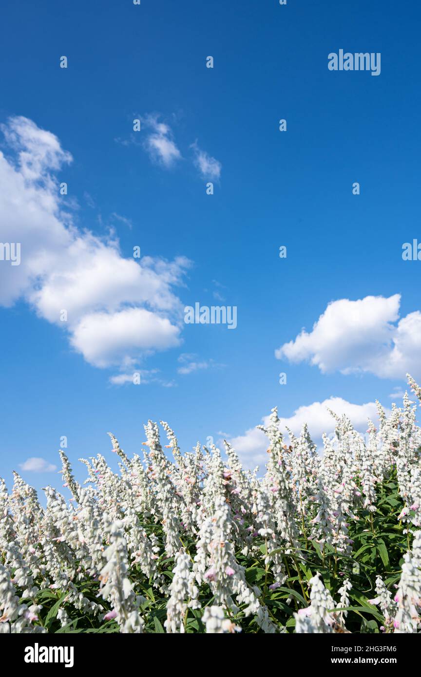 Fiori di salvia blu messicani e cielo blu con nuvole. Foto Stock