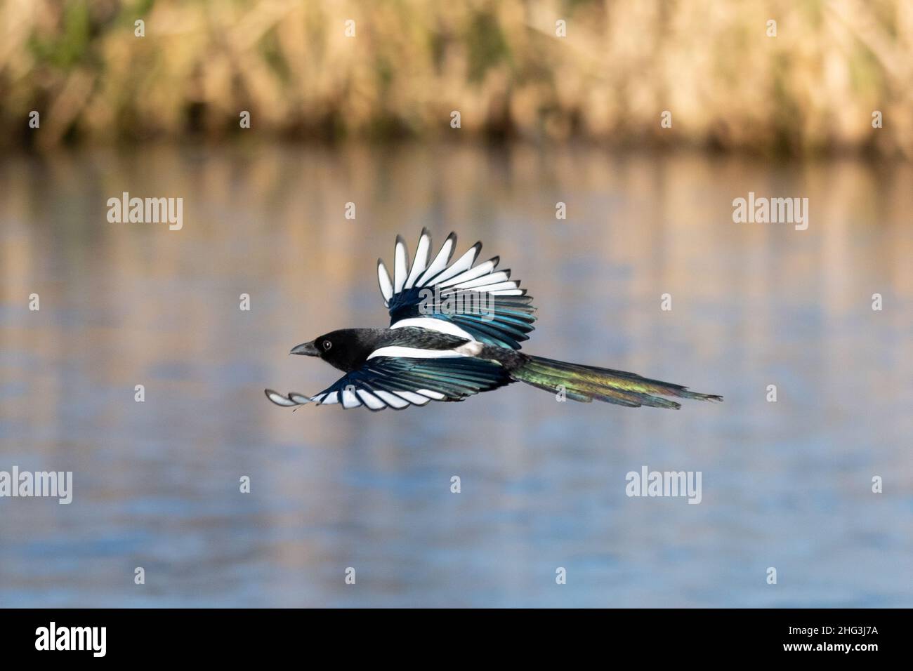 Magpie (Pica pica) in volo, uccello con piumaggio bianco e nero che vola sopra lo stagno di wetland, Regno Unito, durante l'inverno Foto Stock