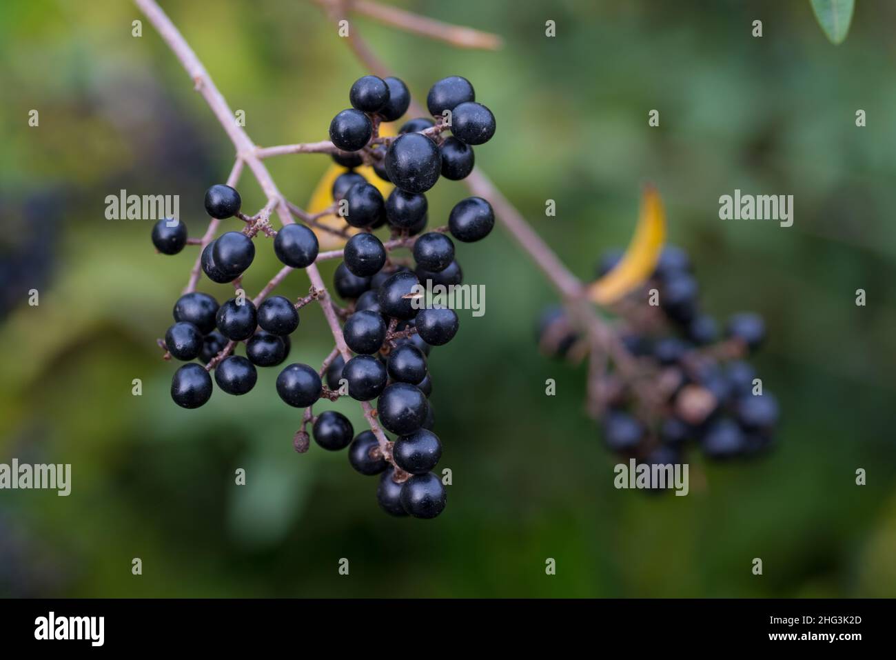 frutta matura di un ligustrum sinense o privet cinese Foto Stock