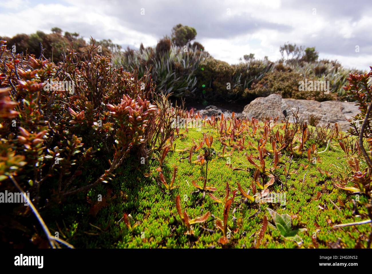 Sundew alpino (Drosera arcturi) in pianta di cuscino (Donatia novae-zelandiae), Tasmania, Australia Foto Stock
