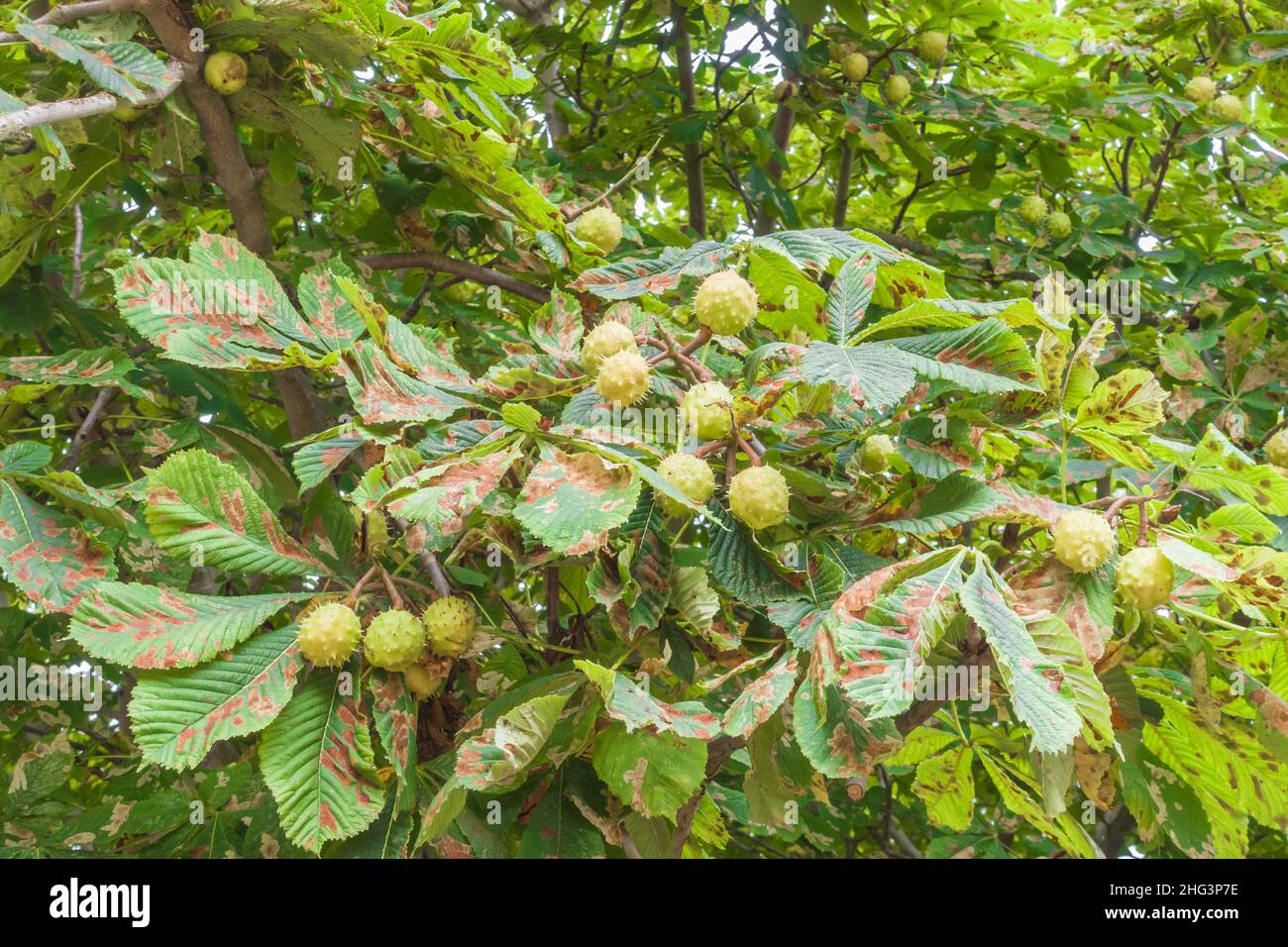 Castagno di cavallo (Aesculus hippocastanum) fruttando con ma soffrendo gli effetti di Leaf blight. Newark su Trent Nottinghamshire Inghilterra UK. Septe Foto Stock