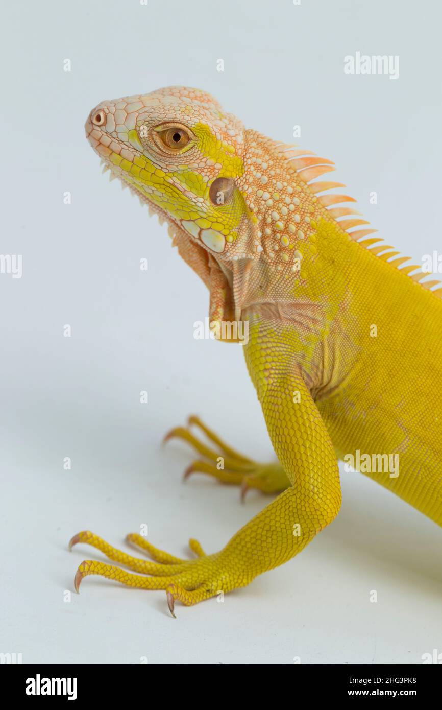 Albino giallo Iguana isolato su sfondo bianco Foto Stock