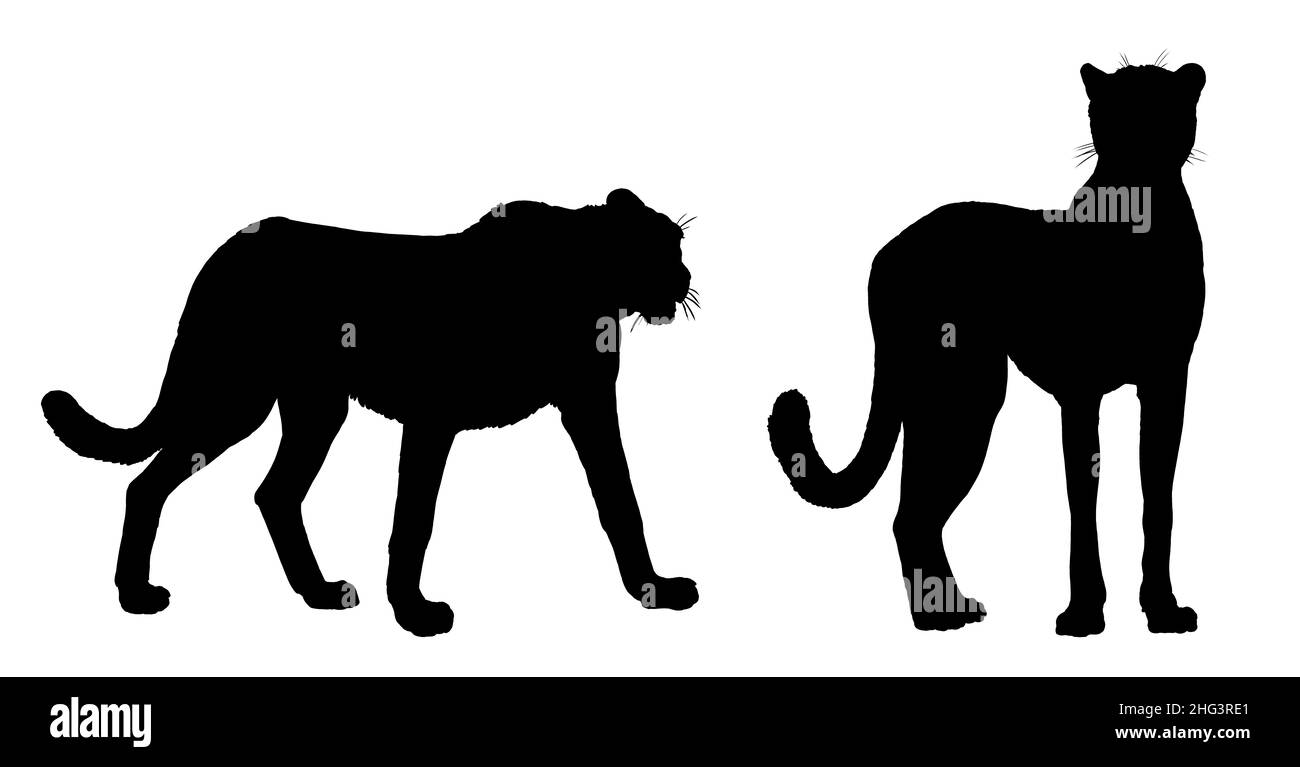Illustrazione del ghepardo. Silhouette di grande gatto africano gepard. Disegno predatore animale. Foto Stock