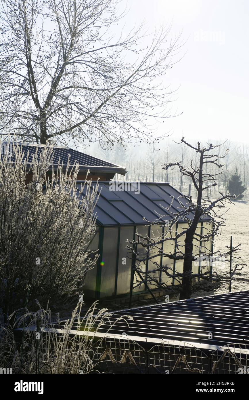 scena vinicola con piante ricoperte di gelo e serra coperta di gelo Foto Stock