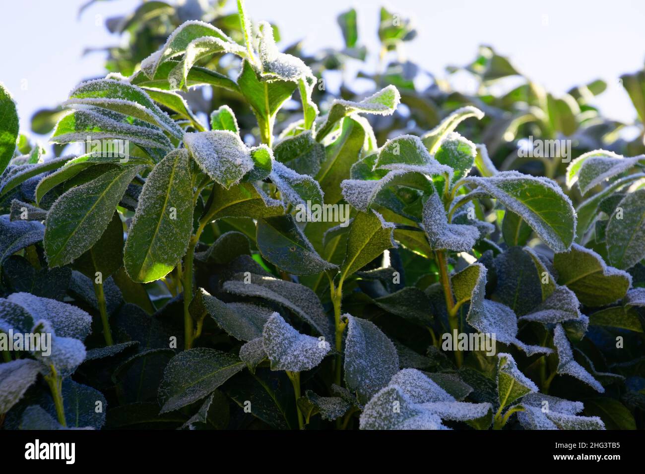 primo gelo crytals sulle foglie dell'alloro di ciliegia nel sole d'inverno Foto Stock
