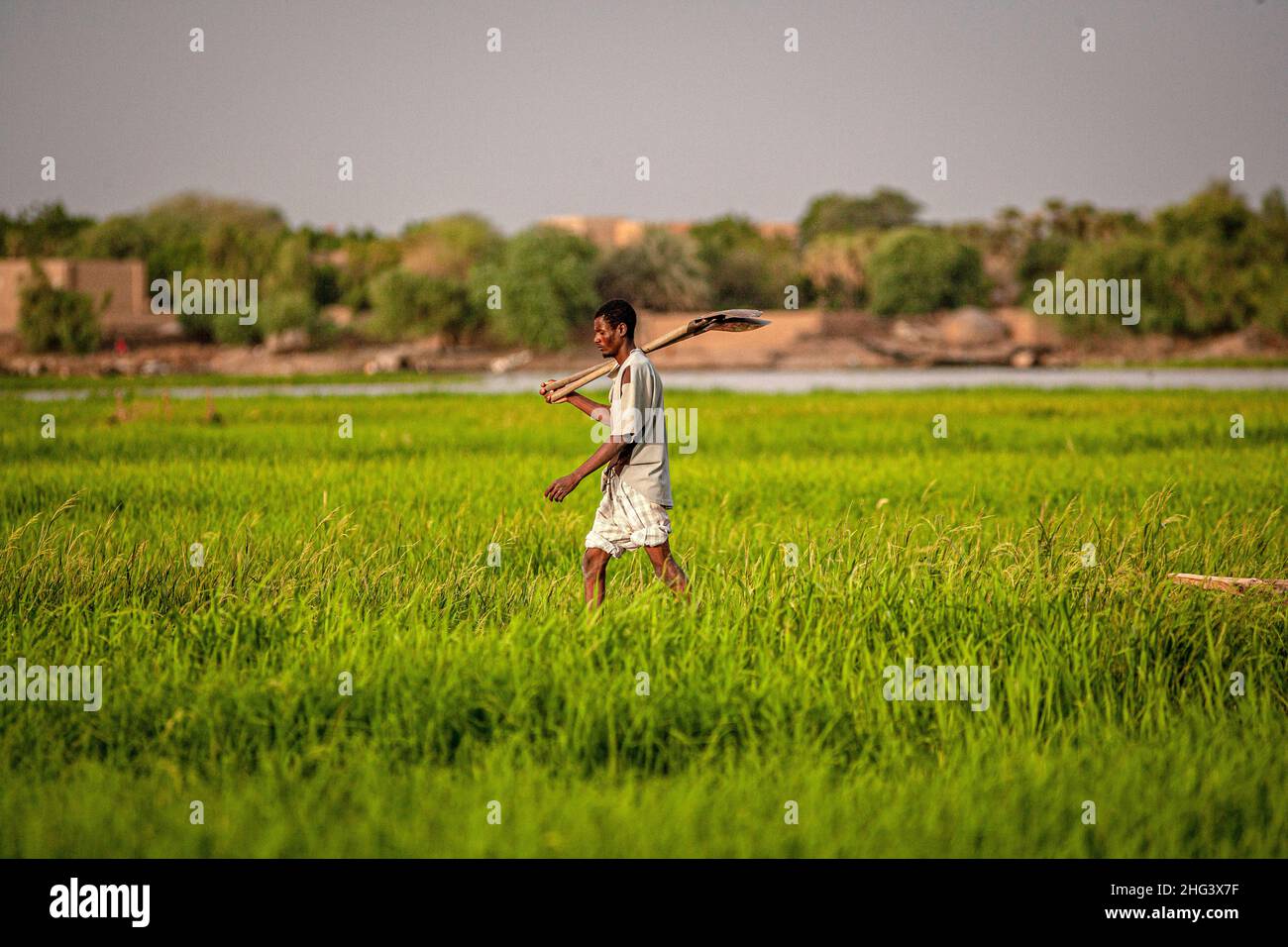 Un uomo cammina nel campo di riso vicino a Gao in Mali , Africa occidentale. Foto Stock