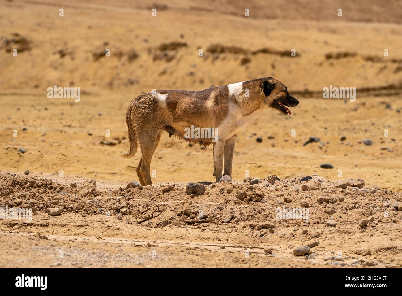 Cane Foto Stock