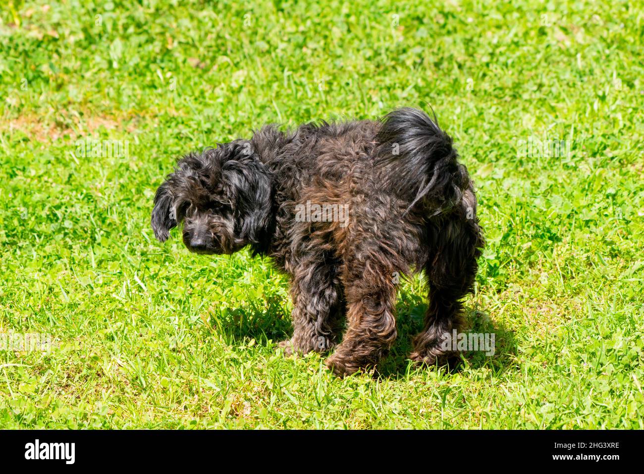 Cane Foto Stock