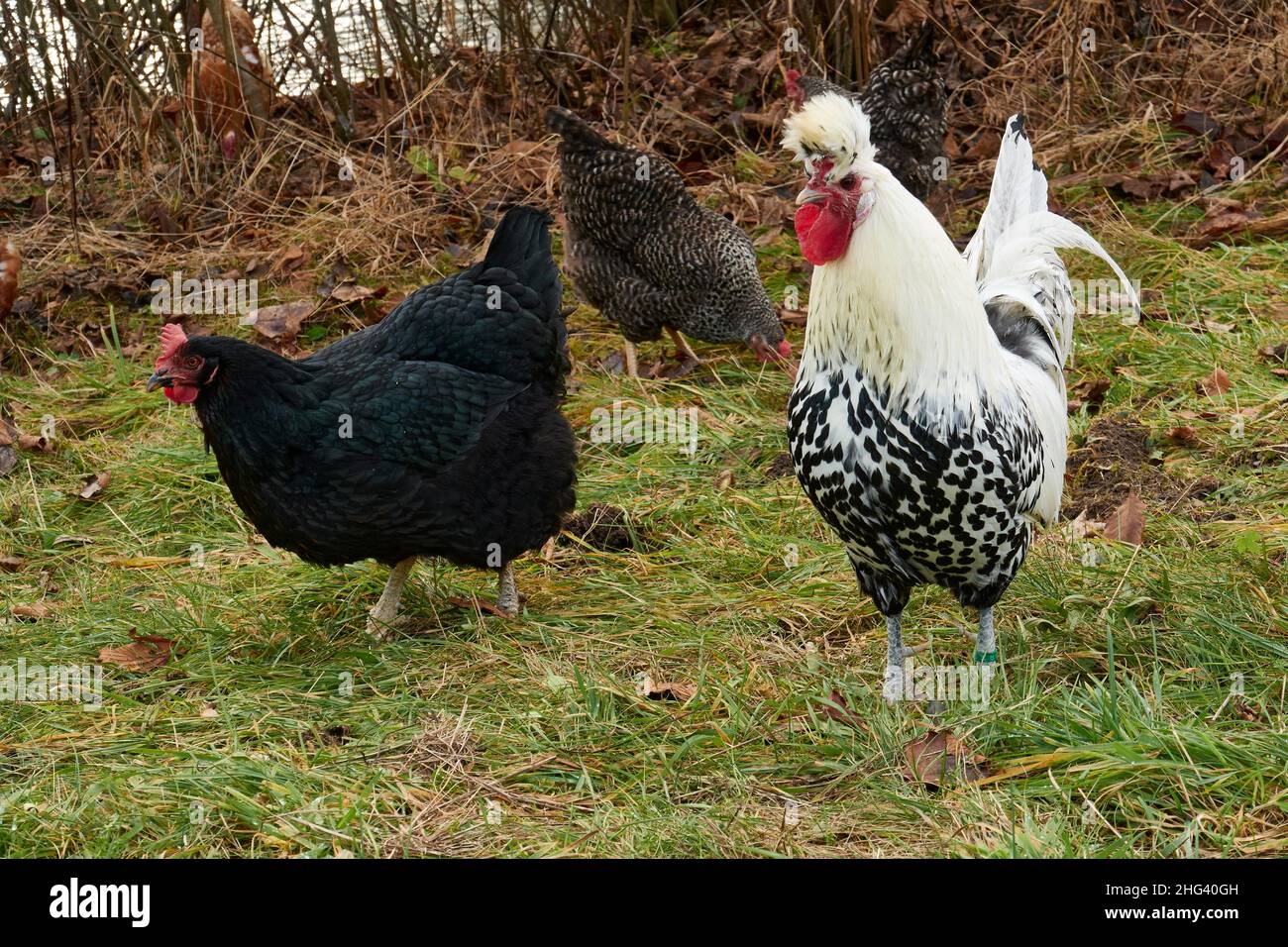 Rooster e i suoi polli sono alla ricerca di cibo in Un prato. Bauma, Zurigo Oberland, Svizzera Foto Stock