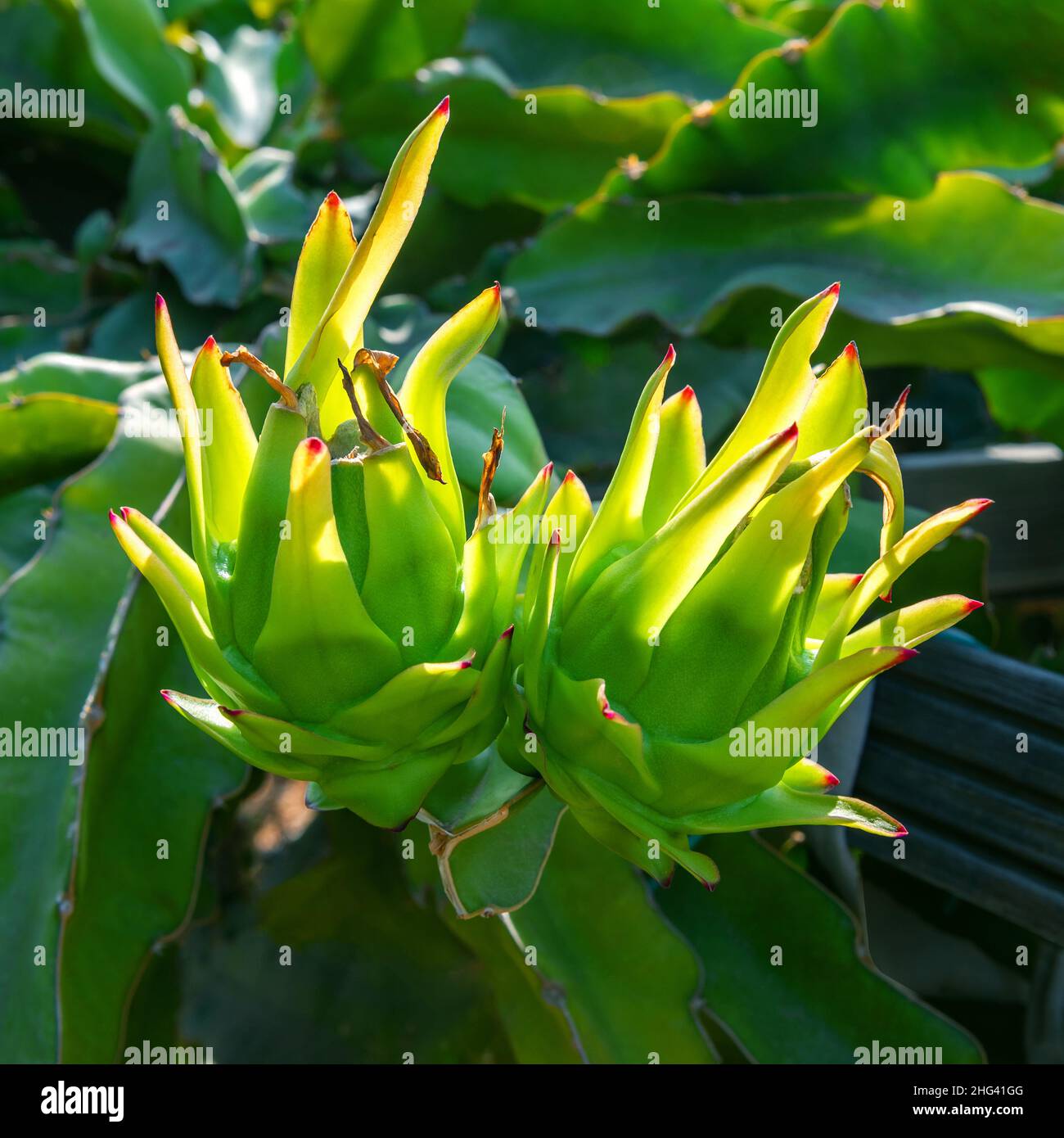 Primo piano di due frutti del drago non maturi su una pianta alla piantagione di frutta del drago Foto Stock