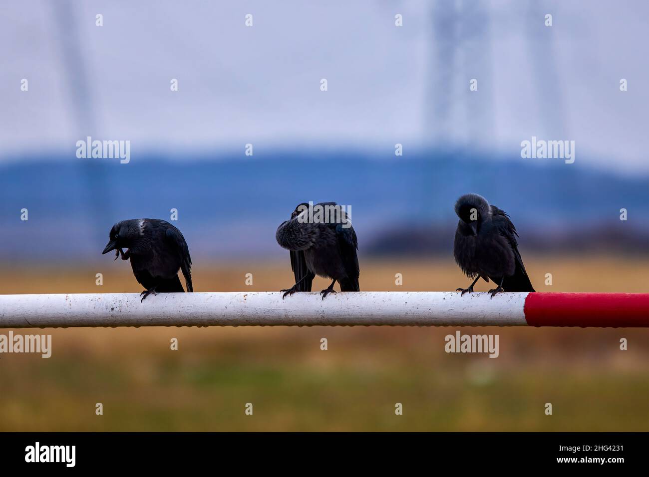 immagine con tre corvi su una barra metallica Foto Stock