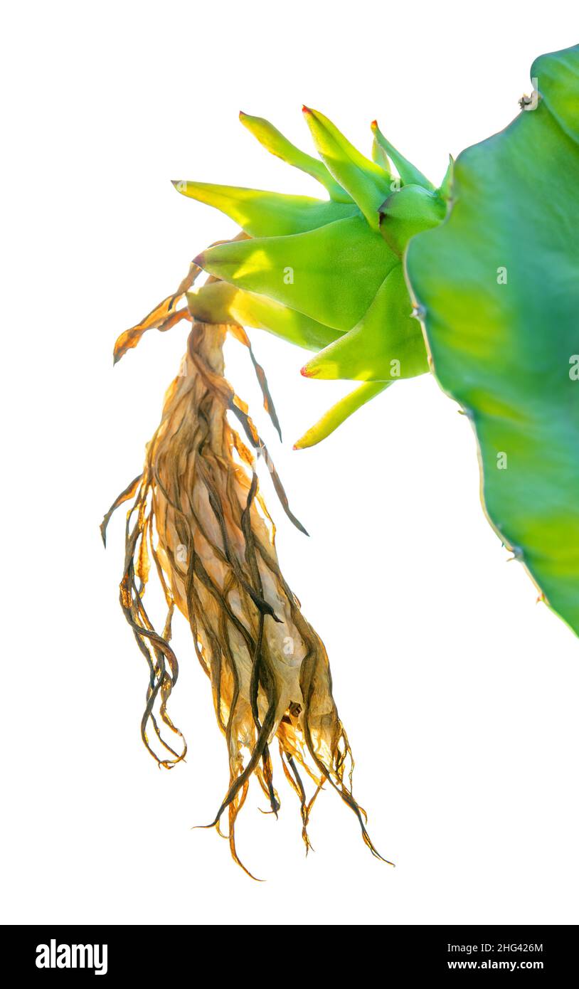 Verde unmipe drago frutta che cresce su una pianta con fiore secco isolato su sfondo bianco Foto Stock