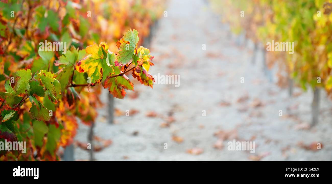 Sfondo autunnale vigneto con foglie multicolore e filari di piante di vite in una prospettiva soft focalizzata Foto Stock