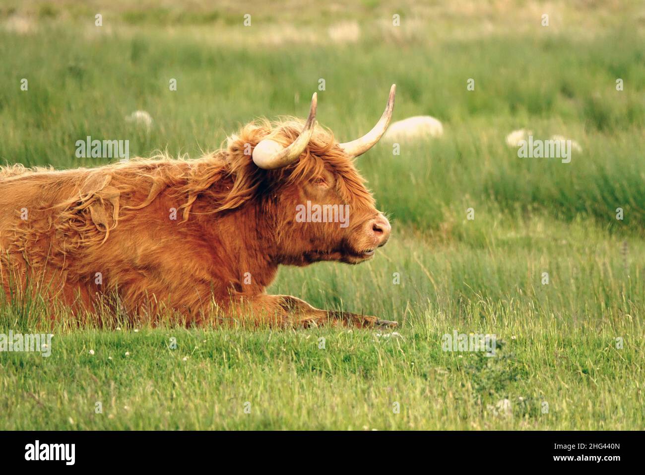 Il ritratto della mucca delle Highland, una razza scozzese di bovini rustici Foto Stock
