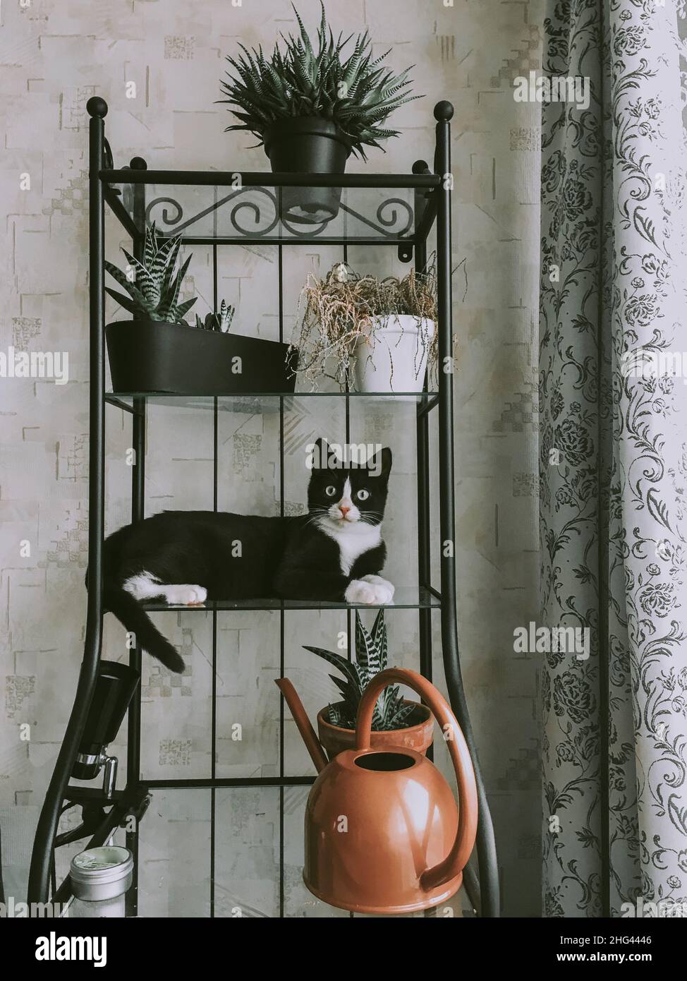 bel gatto nero con una museruola bianca si trova su una mensola di vetro fiore. Interno della camera bellissimo. Foto Stock