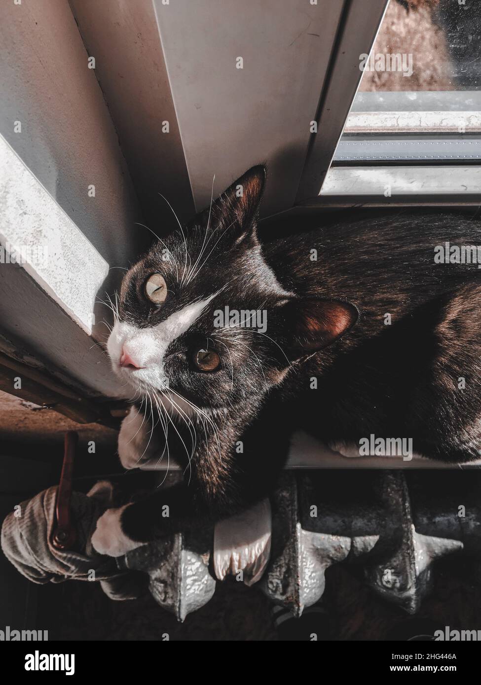 Un gatto nero con una museruola bianca si trova sul davanzale accanto ai radiatori e riscalda le zampe Foto Stock
