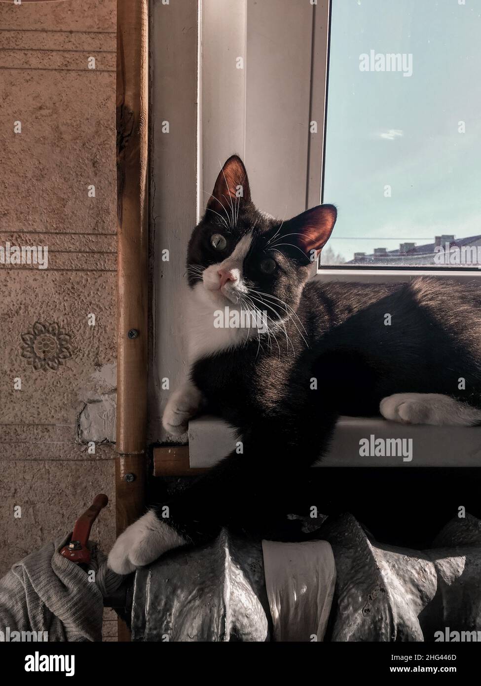 Un gatto nero con una museruola bianca si trova sul davanzale accanto ai radiatori e riscalda le zampe Foto Stock
