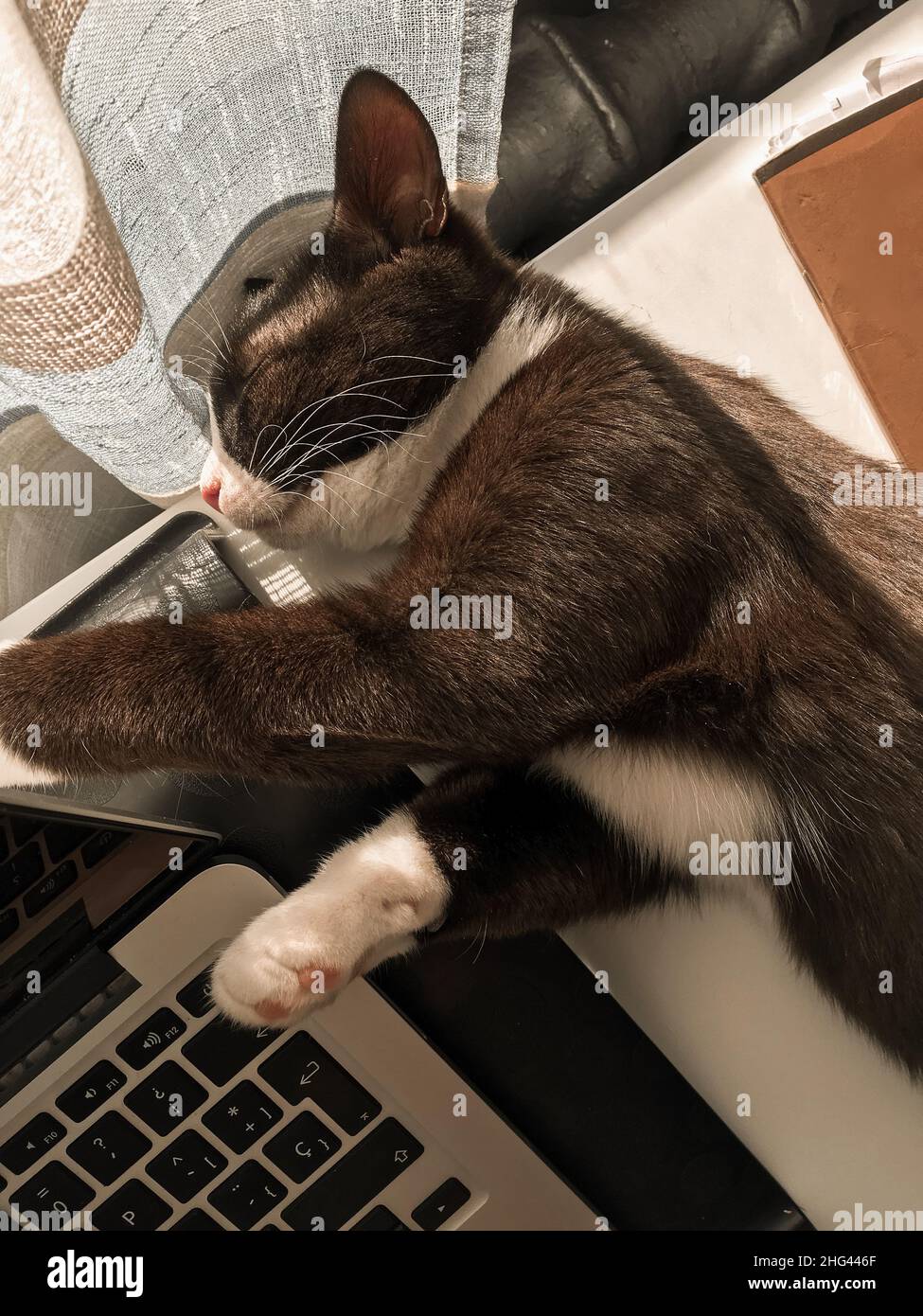 Un gatto nero è sdraiato su un tavolo accanto a un computer portatile e si sta riscaldando nel sole primaverile Foto Stock