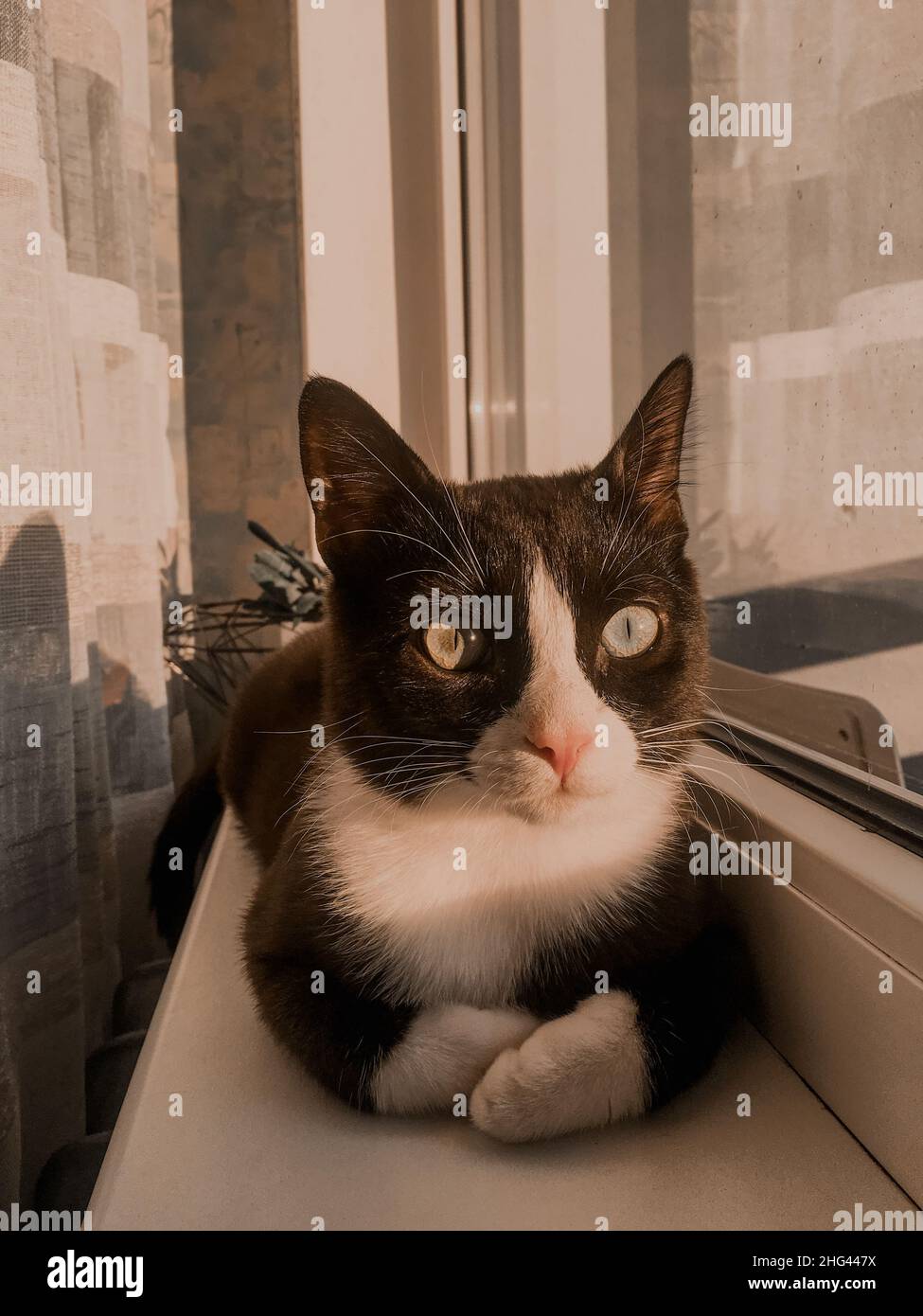 Un gatto nero con una museruola bianca si trova su un davanzale nella stanza e guarda il sole primaverile. Foto Stock