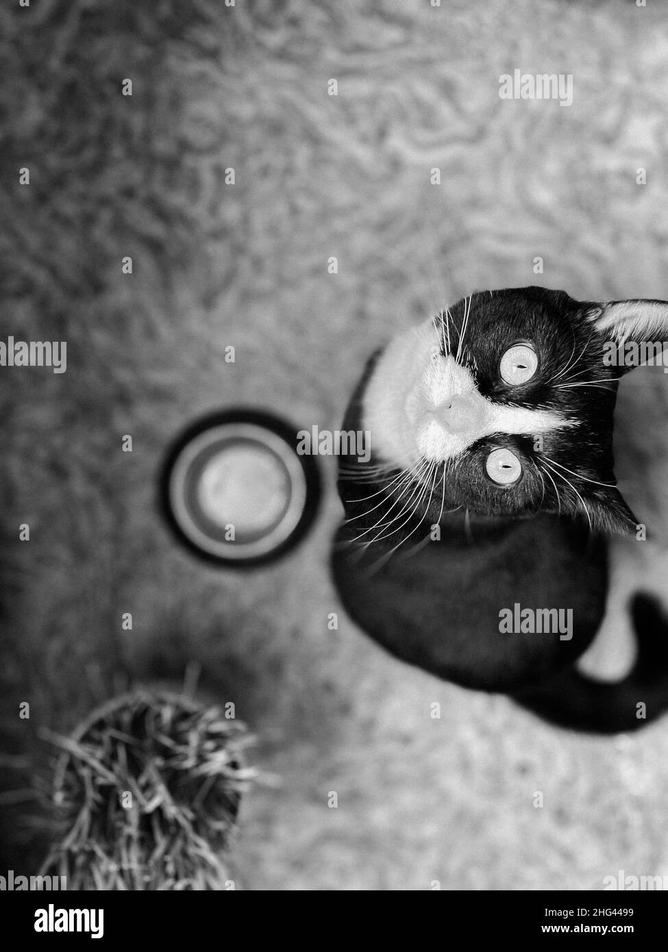 il gatto nero è seduto accanto a una ciotola di cibo e in attesa di cibo. Guardando verso l'host. Foto Stock