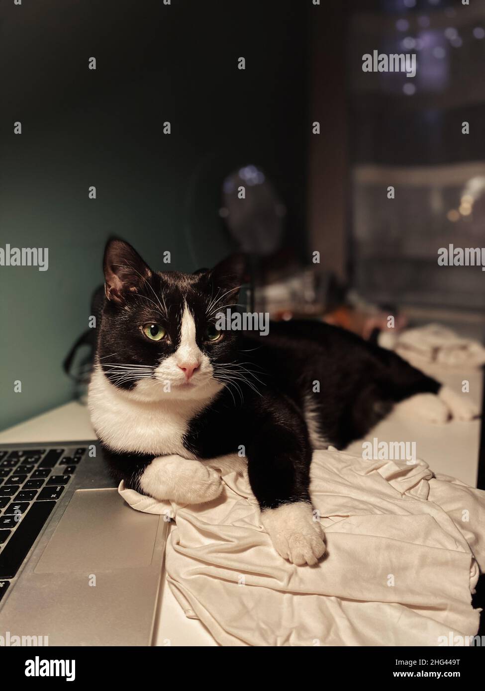 il gatto nero con un collo bianco si trova su una scrivania bianca accanto a un computer portatile. Foto Stock