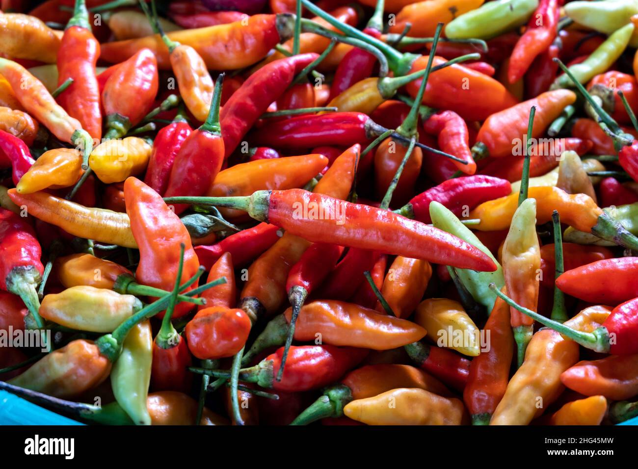 Una collezione di peperoncini e una collezione di cipolle, spezie che sono quasi sempre nelle cucine asiatiche. Foto Stock