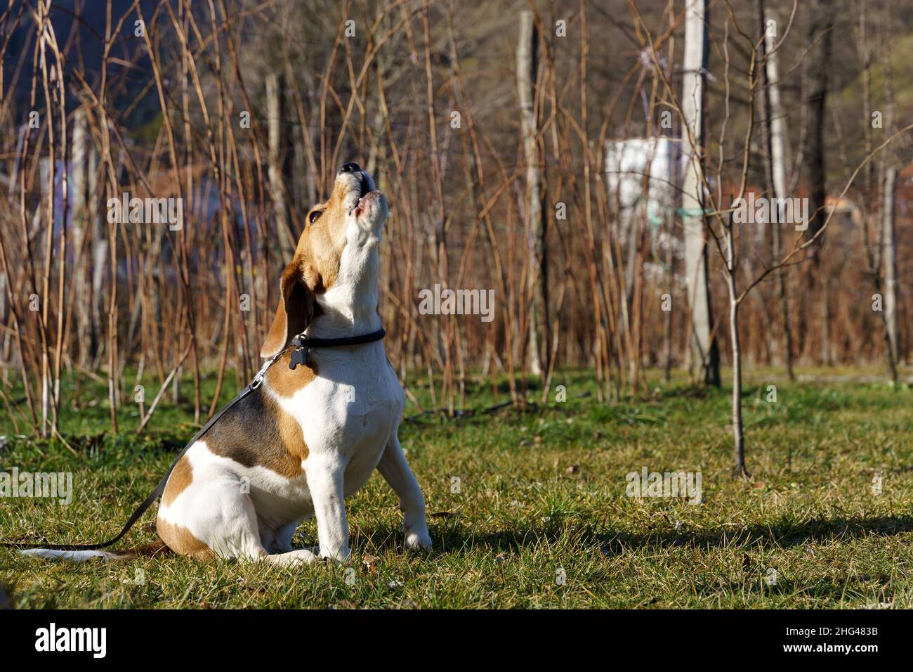 Cane Beagle seduto all'esterno abbaiare in stile beagle speciale nel giardino soleggiato Foto Stock