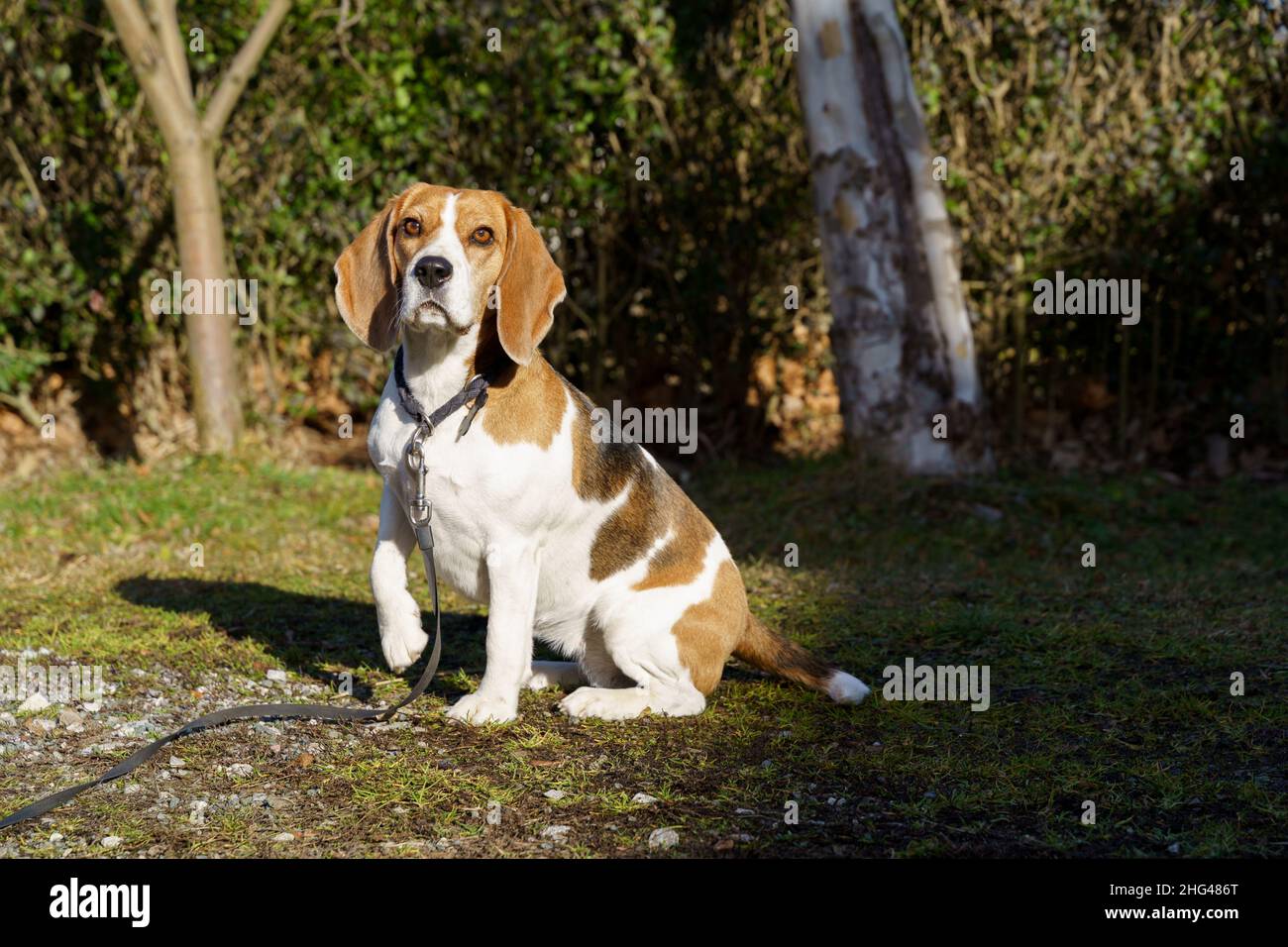 Cane Beagle seduto all'esterno sulla zona soleggiata in giardino Foto Stock